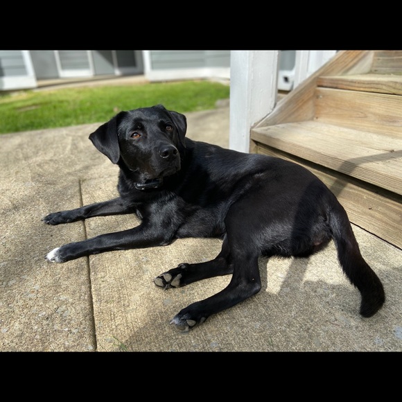 Meet your Posher, Emily - Picture 3 of 3